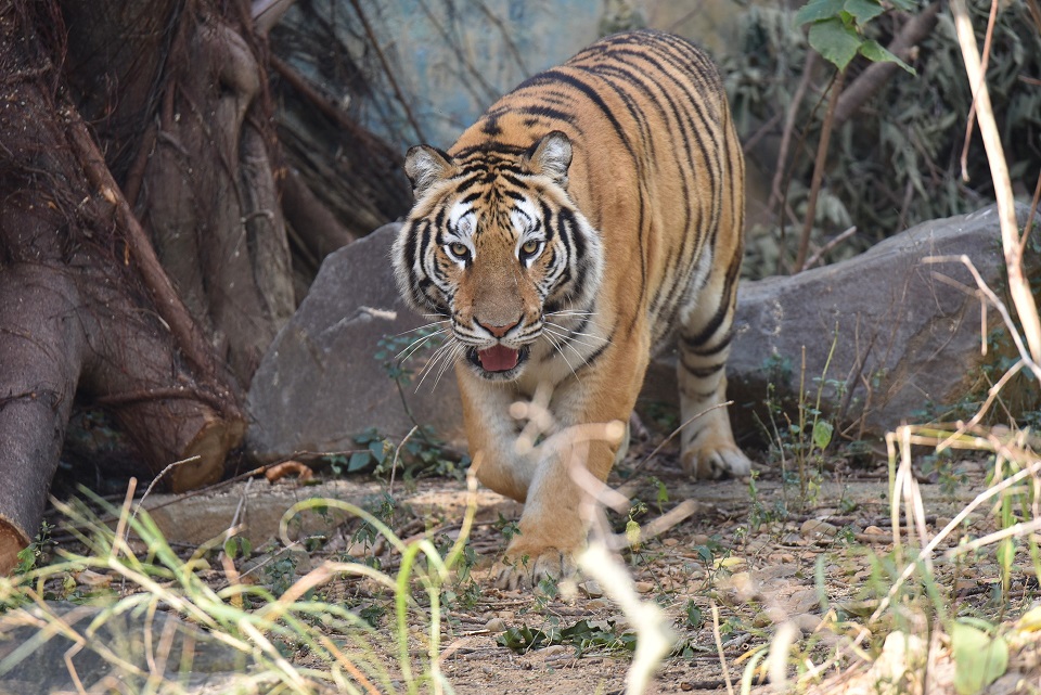 Bengal-Tiger-1