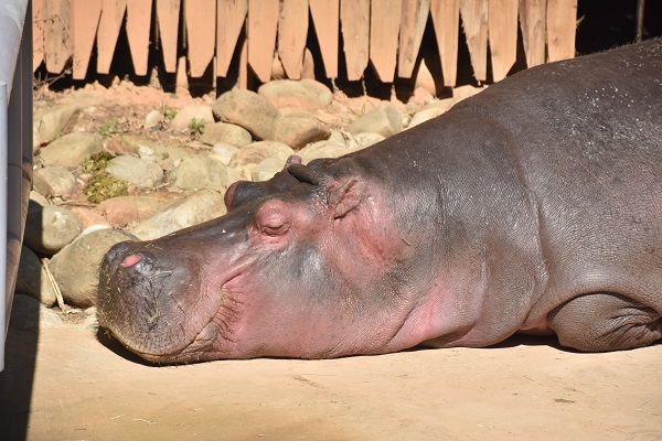 Hippopotamus