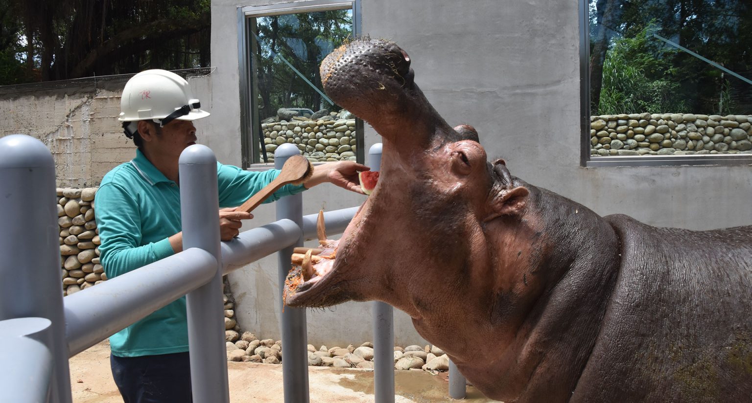 hippo_photo_main-1536x824