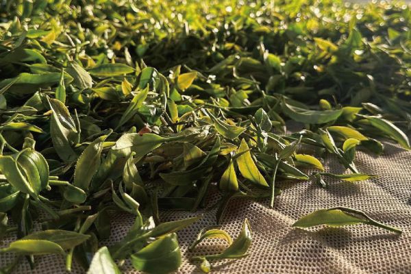 現煮茶