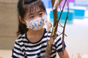 新竹親子室內自然生態課-近距離觀察與接觸巨型竹節蟲